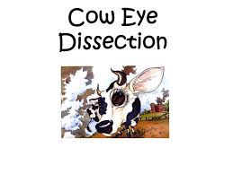  Cow Eye Dissection